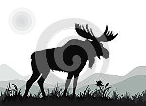 One mighty moose stands, isolated images